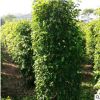 垂叶榕苗木批发 枝叶茂盛大面积种植欢迎询价 漳浦宏景种植基地