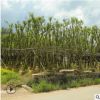 串钱柳多花红千层 5-20年多规格成品树 漳浦宏景种植基地批量供应