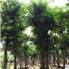 造型大叶榕多年树龄 宏景园林种植基地 供应批发雄伟粗壮庭荫树