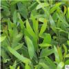 台湾相思苗木批发 批量种植生命力旺盛易成活 漳浦宏景种植基地