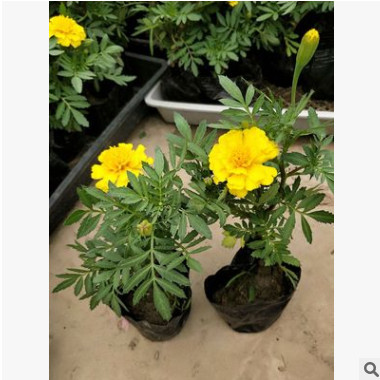 供应孔雀草 黄金菊 大花金鸡菊 三色堇 长春花 鼠尾草 一串红图1
