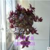 室内盆栽花卉/观叶垂吊植物 吊竹梅 吊竹兰 净化空气 可水培