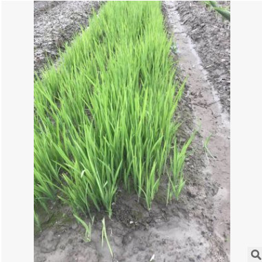 水生植物基地 黄菖蒲 再力花 净化水质 池塘绿化 花叶菖蒲图3