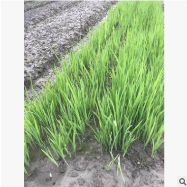 水生植物基地 黄菖蒲 再力花 净化水质 池塘绿化 花叶菖蒲图1