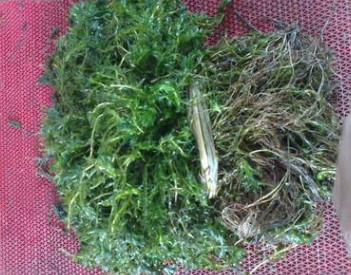 轮叶黑藻 伊乐藻 苦草 水生植物 河道绿化 灯笼微 大量供应图2
