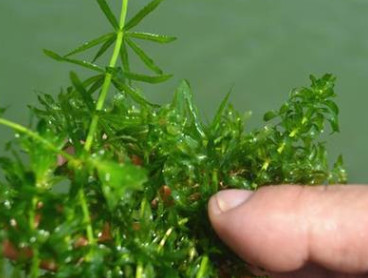 轮叶黑藻 伊乐藻 苦草 水生植物 河道绿化 灯笼微 大量供应图3