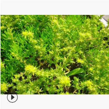 基地直销 佛甲草 盆栽 屋顶绿化 多肉植物 品种齐全 量大优惠图3