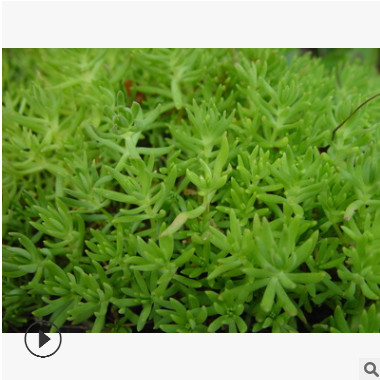 基地直销 佛甲草 盆栽 屋顶绿化 多肉植物 品种齐全 量大优惠图1