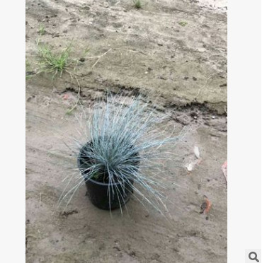 蓝羊茅 美国蓝绒草 蓝色魔毯 四季常蓝色 品种齐全 量大优惠图3