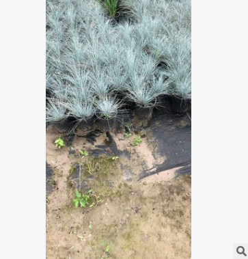 蓝羊茅 美国蓝绒草 蓝色魔毯 四季常蓝色 品种齐全 量大优惠图2