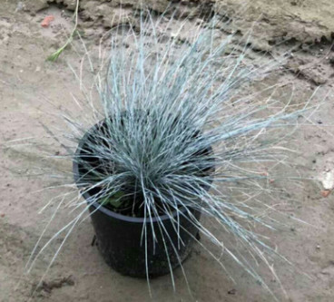 蓝羊茅 美国蓝绒草 蓝色魔毯 四季常蓝色 品种齐全 量大优惠图1
