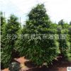 供应南方高档精品绿化景观树 红豆杉树苗 规格齐全 欢迎联系