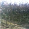 绿化苗木