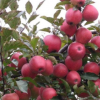 厂家销售柱状润太一号苹果苗 成活率高 欢迎选购