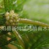 基地供应水草池河塘养殖龙虾蟹草鱼水箱金鱼藻水草种子批发