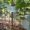 楸树种植基地长期出售优良品种金丝楸树 山东金丝楸树苗