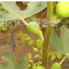 批发供应优质无花果树 低价出售早熟无花果青皮无花果多少钱一棵