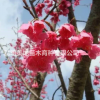 供应福建山樱花钟樱花种子花红色花期4月