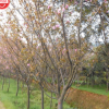 樱花日本晚樱花树苗 规格齐品种多