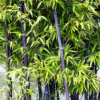 韩城市育辰苗木 批发*彩色 金镶玉 紫竹 青竹 阔叶竹