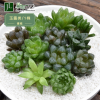 玉露 多肉十二卷多肉植物姬玉露冰灯宫灯玉露樱水晶十二卷直销