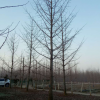 供应-银杏精品树形 银杏*新价格 基地直销 各种规格齐全