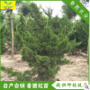 2米3米龙柏树 工程园林 量大优惠 四季常绿灌木 龙柏树