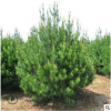 白皮松2-5米价格低长势旺白皮松树现挖现卖品种纯正白皮松树