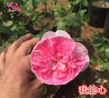 欧洲月季盆栽小苗 我的心 包子型 花型独特 容易种植