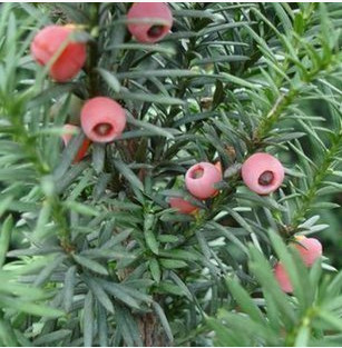 特价盆景 1-10年苗 曼地亚 红豆杉苗 带花蕾 10年苗包开花包结果