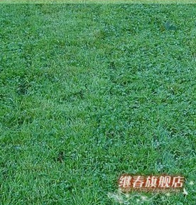 四季长青的草坪种子,耐热性强的早熟禾种子(蓝钻)每斤28元