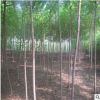 *火炬树 火炬苗 1公分2 3 4公分5公分粗 基地直销 优质火炬苗