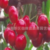 矮化樱桃树苗2公分 4 6 5 10公分早大果樱桃树苗 多分枝高产易活