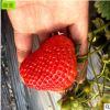果树苗木培育基地供应草莓苗 现挖现卖好成活全明星草莓苗