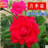 批发精品月季花苗 大花月季苗 庭院盆栽阳台花卉 玫瑰蔷薇苗