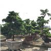 绿化苗木胸径10-30CM台湾罗汉松 园林工程绿化树造型罗汉松批发