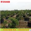 优质大量台湾日本罗汉松树苗 造型景观米叶罗汉松苗木成活率高
