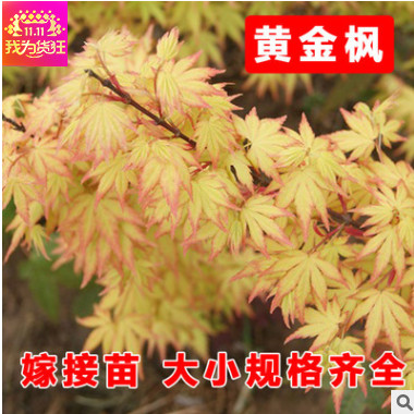正宗日本红枫黄金枫 三季黄叶橙之梦 日本黄枫新品种苗木 包成活