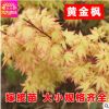 正宗日本红枫黄金枫 三季黄叶橙之梦 日本黄枫新品种苗木 包成活