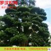 厂家直销台湾日本罗汉松国产松海岛松园林工程绿化高价值树