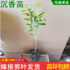 沉香树苗 名贵珍稀 地栽盘栽 一棵包邮 带叶带泥发货