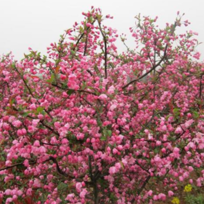 绿化花卉 垂丝海棠