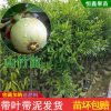 山竹嫁接树苗 一棵包邮 南方北方四季 当年结果 现挖现发