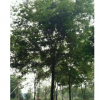 榉树 江苏榉树种植基地 大量供应优质榉树