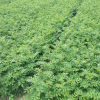 九叶青花椒苗山东基地直销根系好产量高花椒苗丰产稳丰优质花椒苗