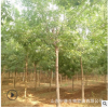 山东苗木基地便宜出售白蜡树10-15 绿化树景观树