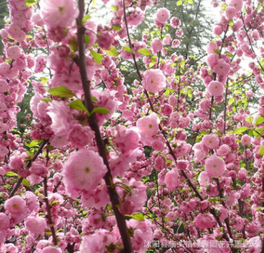 庭院美化绿化植物 红花榆叶梅树苗 丛生榆叶梅嫁接当年开花