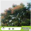 苗圃基地供应 栾树 栾树小苗规格齐全欢迎实地考察乔木类园林植物