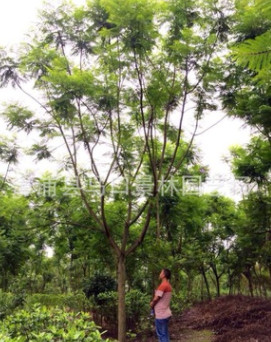 景林园艺场基地批发质量保证地苗/袋苗蓝花楹