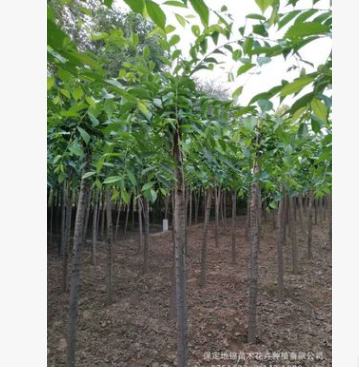 秋季出售长枝榆 6-12公分长枝榆 圆冠榆批发